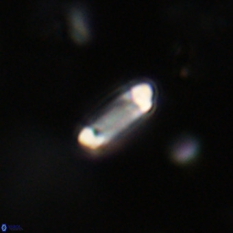 Tenebrolamina protoannulus VR 29913
