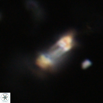 Tenebrolamina protoannulus VR 29914