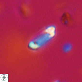 Tenebrolamina protoannulus VR 29915