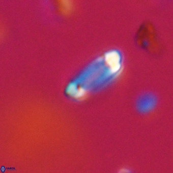 Tenebrolamina protoannulus VR 29916
