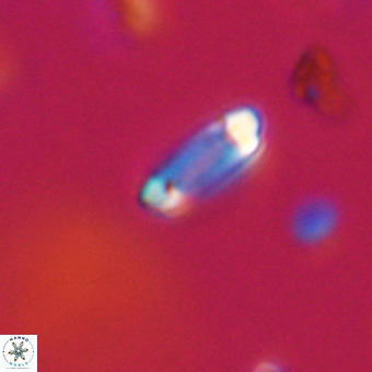 Tenebrolamina protoannulus VR 29916