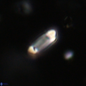 Tenebrolamina protoannulus VR 29917