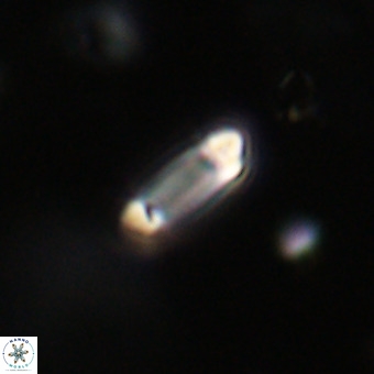 Tenebrolamina protoannulus VR 29917