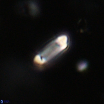 Tenebrolamina protoannulus VR 29918