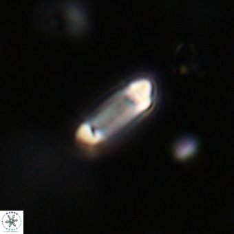 Tenebrolamina protoannulus VR 29918