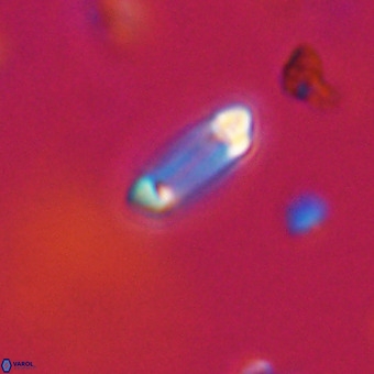 Tenebrolamina protoannulus VR 29919