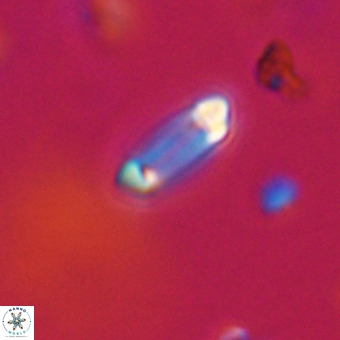 Tenebrolamina protoannulus VR 29919