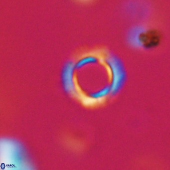 Tenebrolamina protoannulus VR 29920