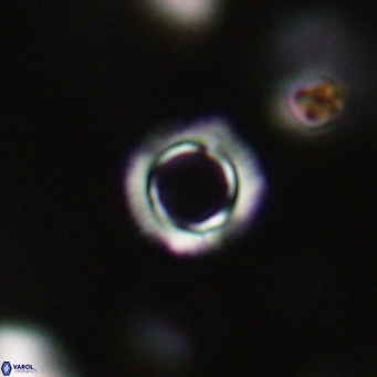 Tenebrolamina protoannulus VR 29921