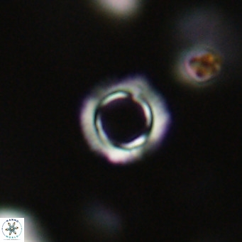 Tenebrolamina protoannulus VR 29921