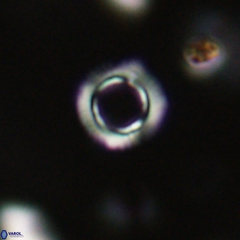 Tenebrolamina protoannulus VR 29923