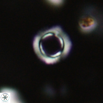 Tenebrolamina protoannulus VR 29923