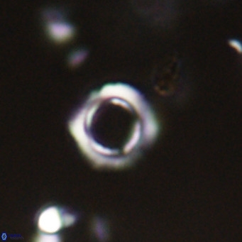 Tenebrolamina protoannulus VR 29925