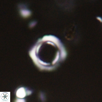 Tenebrolamina protoannulus VR 29925