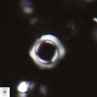 Tenebrolamina protoannulus VR 29928