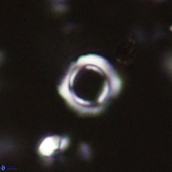 Tenebrolamina protoannulus VR 29929