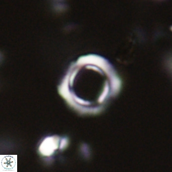 Tenebrolamina protoannulus VR 29929