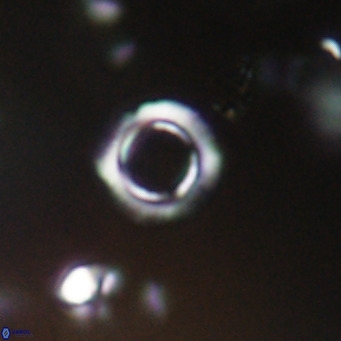 Tenebrolamina protoannulus VR 29932