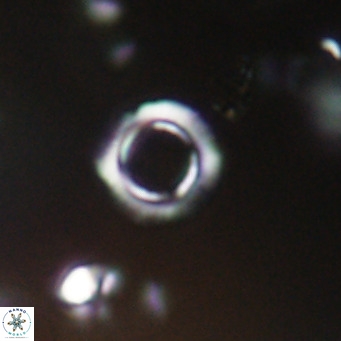 Tenebrolamina protoannulus VR 29932