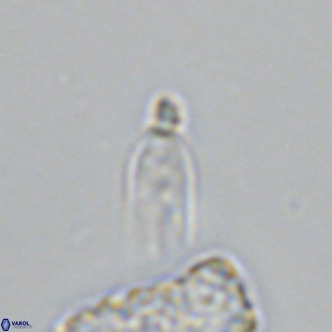 Tintinabuliformis unicorn VR 09471