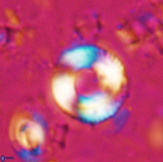 Tonromeinia bilenii 25228