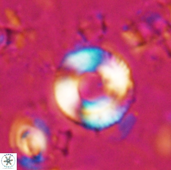 Tonromeinia bilenii 25228