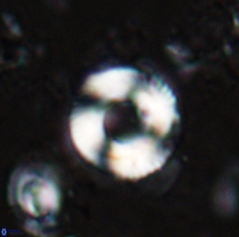 Tonromeinia bilenii 25229