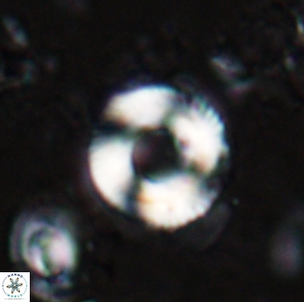 Tonromeinia bilenii 25229