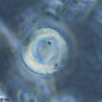 Tonromeinia bilenii 25234