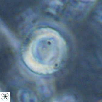Tonromeinia bilenii 25234