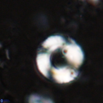 Tonromeinia bilenii 25230