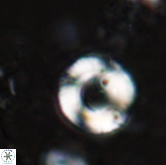 Tonromeinia bilenii 25230