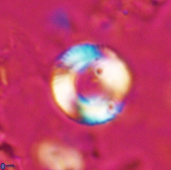 Tonromeinia bilenii 25231