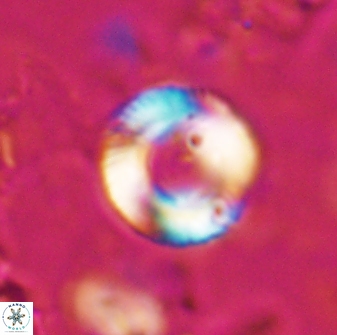 Tonromeinia bilenii 25231