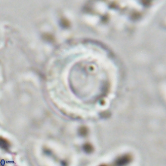 Tonromeinia bilenii 25232