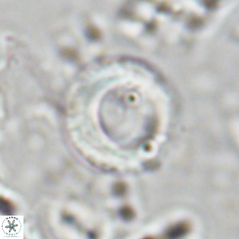 Tonromeinia bilenii 25232