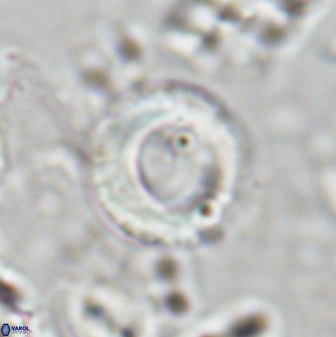 Tonromeinia bilenii 25233