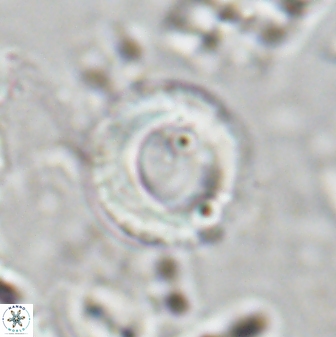 Tonromeinia bilenii 25233
