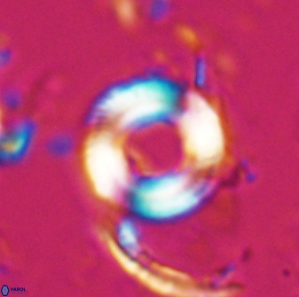 Tonromeinia bilenii 25247