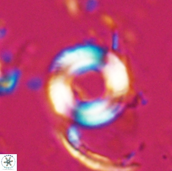 Tonromeinia bilenii 25247