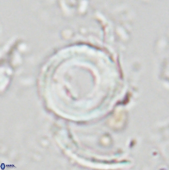 Tonromeinia bilenii 25248