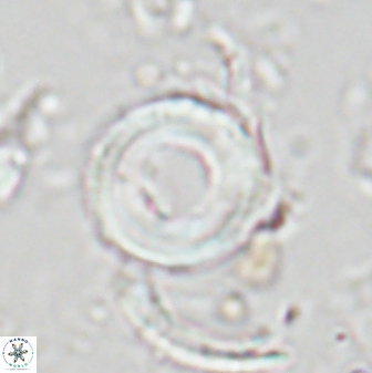 Tonromeinia bilenii 25248