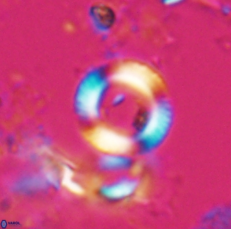 Tonromeinia bilenii 25254