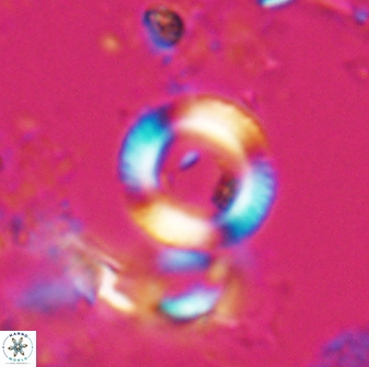 Tonromeinia bilenii 25254