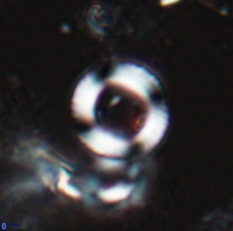 Tonromeinia bilenii 25255