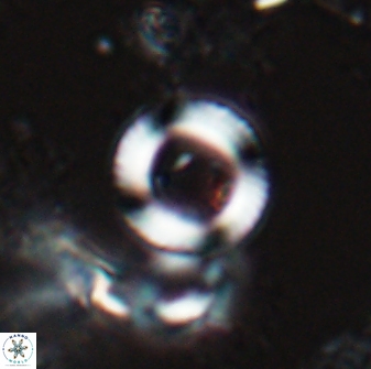 Tonromeinia bilenii 25255