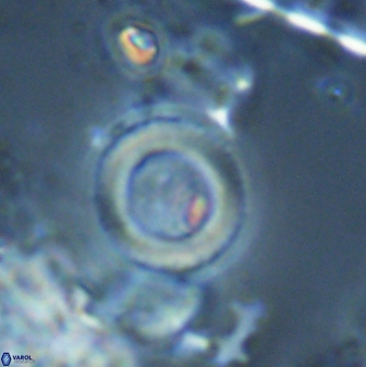 Tonromeinia bilenii 25258