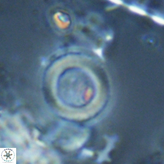 Tonromeinia bilenii 25258