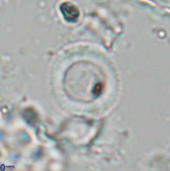 Tonromeinia bilenii 25259