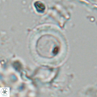Tonromeinia bilenii 25259